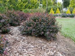 Image result for Barberry