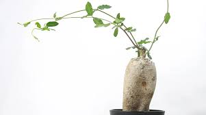 火星 人 植物 育て 方