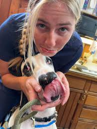 Identify the Breed-Related Health Struggles of Your Pet with SYPH