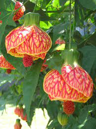 Tender but so worth the coddling once you see their exotic turbaned orange flowers with overlapping petals, intricate red veining, and red pistil! Abutilon Tiger Eye Emerisa Gardens