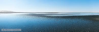 Image result for Halopyrum mucronatum