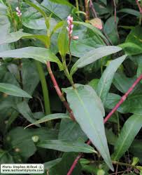 Image result for Persicaria decipiens