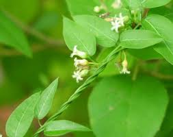Image result for Cynanchum gerrardii