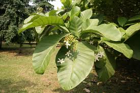 Image result for Tabernaemontana crassa