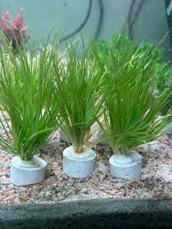 Image result for Blyxa hexandra