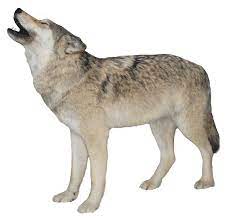 The wolf among us furry wolf teen wolf wolf in sheeps clothing wolf among us big bad wolf dire wolf. Png Images Wolf 1 Png Snipstock