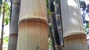 Maybe you would like to learn more about one of these? Dendrocalamus Brandisii Bamboo Hd 02 Youtube