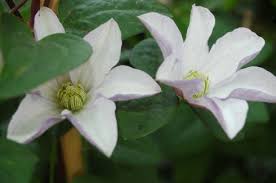 Huldine clematis plants produce graceful white flowers with yellow anthers on vigorous vines. Clematis Huldine Patens Pflanzen Baume Pflanzen Clematis