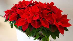 Si hace unos años la celebración de esta fiesta solo se notaba en muy mono el centro, me lo llevo para hacer con niños en pascua.bss lora. Caracteristicas De La Flor De Pascua
