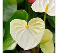 Anthurium White Anthurium Flower Anthurium Plant Anthurium