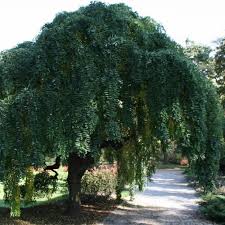 Pohozhee Izobrazhenie Sophora Japonica Pendula Arbuste Japonais Jardin Naturel