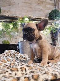 Bailing out benji and panda paws rescue routinely work together. Litter Of 2 French Bulldog Puppies For Sale In Gaithersburg Md Adn 29263 On Puppyfinder Com Gender F French Bulldog Bulldog Puppies Bulldog Puppies For Sale