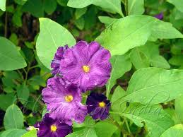 Image result for Lycianthes rantonnetii