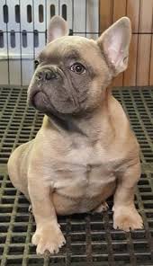 Healthy, purebred french bulldog puppies directly from ethical breeders. Boxer Bulldog Puppies For Sale In South Carolina Bulldog Lover