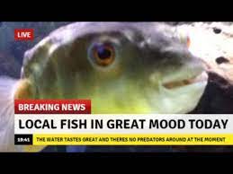 Keep Up The Good Work Fish Memes Fishing Memes Best Funny Pictures Wholesome Memes