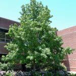 Image result for Altingiaceae