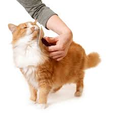 Cat shedding is cat's way of losing unnecessary dead hair. How To Reduce Cat Shedding 8 Methods That Actually Work