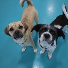 We did not find results for: Happytails Pet Resort Spa Home Facebook