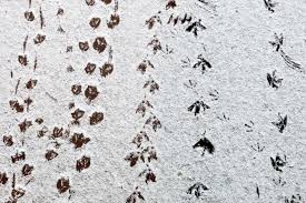 Tierspuren können auch mitgenommen werden! Im Schnee Sind Tierspuren Hier Von Verschiedenen Wasservogeln Besonders Gut Zu Erkennen Foto Ulrich Perrey Augsburger Allgemeine