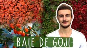 Nos baies de goji sont issues de l'agriculture biologique. Baies De Goji Pourquoi Les Consommer Bonheur Et Sante