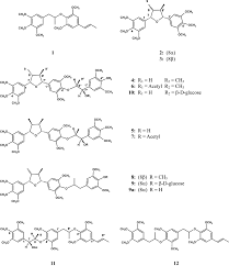 Image result for Bonamia spectabilis