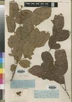 Image result for Julbernardia paniculata