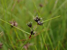 Image result for Schoenus