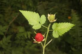 Image result for Rubus