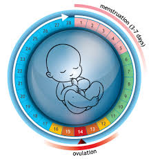 Ovulation Calculator Your Next 3 Month Fertile Calendar Online