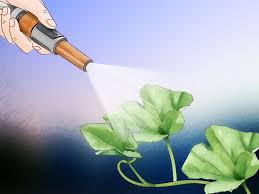 Another way you can lower the soil ph in small garden beds is by adding sphagnum peat. 3 Ways To Adjust Soil Ph Wikihow