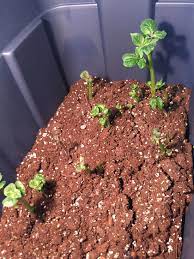Starting Potatoes Growing Potatoes Growing Potatoes Indoors Indoor Vegetable Gardening