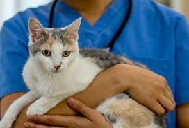 Safarivet emergency vet clinic is one of the most affordable vet clinics in league city tx. Houston Animal Emergency Vet Pet Hospital For Dogs Cats Chah