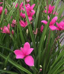 Image result for Hypoxidaceae