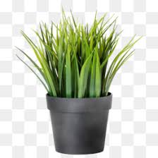 Download the free graphic resources in the form of png, eps, ai or psd. Pianta In Vaso Png Trasparente E Pianta In Vaso Disegno Houseplant Vaso Di Fiori Indoor Piante In Vaso