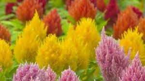 We did not find results for: Cara Merawat Bunga Celosia Atau Bunga Jengger Ayam Agar Tumbuh Subur Ilmubudidaya Com