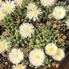 Image result for Xerophyta schlechteri