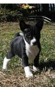 Check Out The Webpage To Read More On Bull Terrier Puppies Just Click On The Link To Learn More Do Not Miss Our Web Pa Basenji Puppy Puppies Basenji Dogs
