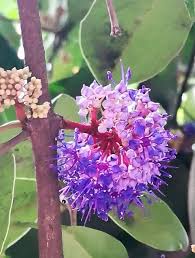 Image result for Memecylon sp. B