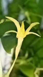 Image result for Angraecum calceolus