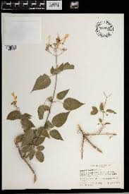 Image result for Jasminum schimperi