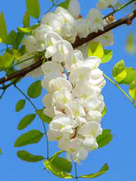 Robinia Pseudoacacia Beautiful Flowers Trees To Plant Planting Flowers 101