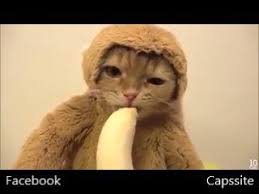 Capssite Muz Yalayan Kedi