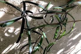 Types Of Kalanchoes Details Photos Labelled Varieties Debra Lee Baldwin Succulent Expert