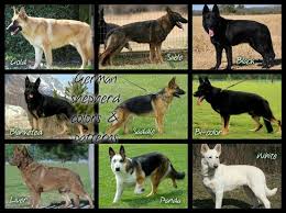 Types Of Germen Shepherd German Shepherd Colors German Shepherd Training White German Shepherd