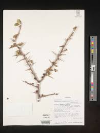 Image result for Commiphora pedunculata