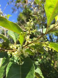 Image result for Maesa lanceolata