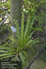 Image result for Campylospermum hiernii