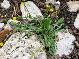 Image result for Crepis urundica
