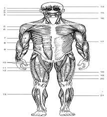 Blank anatomy muscle worksheets are a fun and useful way to simply help students understand the anatomy of these body. Ppt Notes On Muscle Movement Worksheet 4 5 Naming Muscle Movement 3 Pages Teacher Gives Pdf Free Download