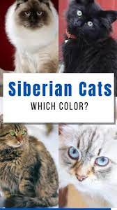 All The Colors Of The Siberian Cat Rainbow Video Siberian Cat Cat Colors Siberian Cat Hypoallergenic